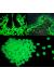 Dekoratif Fosforlu Çakıl Taşları (100 Adet)